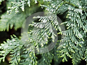 Water drops on a green branch of a tree - Lawson`s cypress , False cypress , Ginger pine