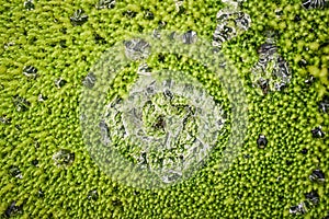 Water drops on a green carpet with moss.