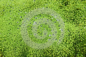 Water drops on a green carpet with moss.