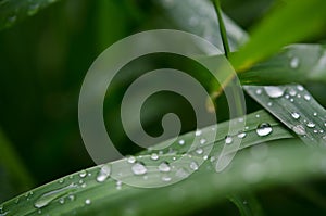Water drops on the green grass. Macro photography.