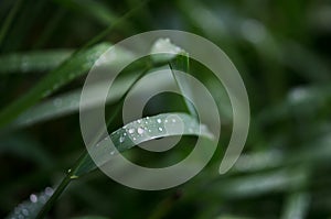 Water drops on the green grass. Macro photography.