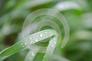 Water drops on the green grass. Macro photography.