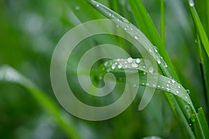 Water drops on the green grass. Macro photography.