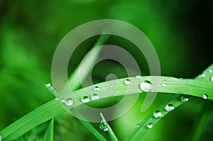 Water drops on the green grass. Macro photography.