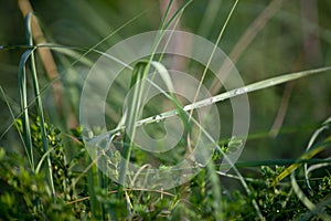 Water drops on green grass soft focus