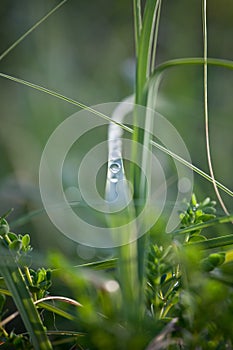 Water drops on green grass soft focus