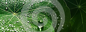 Water drops on a green large leaf day nature ecology background