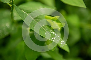 Water drops on a green leaf