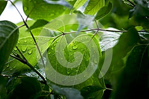 Water drops on a green leaf