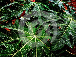 Water drops on green leaf