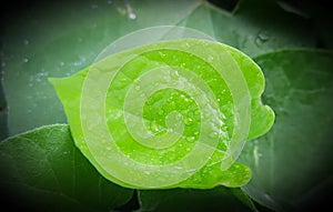 Water drops in green leaf