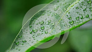 Water drops on green leaf