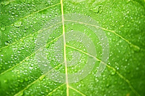 Water drops on green leaf