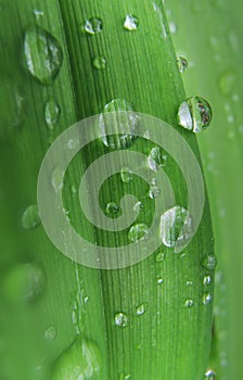 Water drops on green leaf