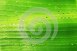 Water drops on green leaf