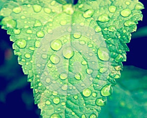 Water drops on green leaf