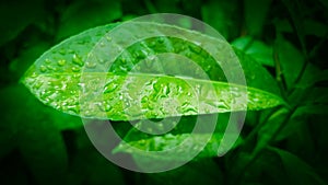 Water drops on green leaf for background