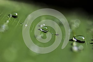 Water drops on green leaf banana leaf, rain drops bokeh