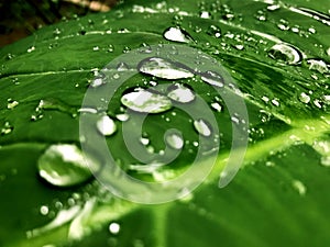 Water drops on green leaf beautiful background