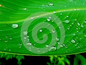 Water drops on green leaf, Beautiful nuture background.