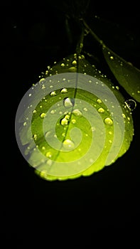 Water drops on green leaf on black background