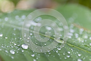 Water drops from green leaf with blur background.