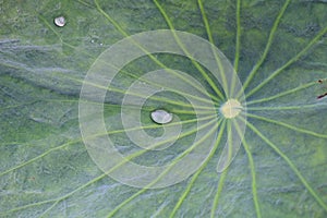 Water drops on a green leaf. Bone lotus leaf details. Green backgrounds. Closeup of rain drop on lotus leaf