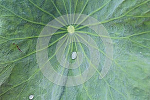 Water drops on a green leaf. Bone lotus leaf details. Green backgrounds. Closeup of rain drop on lotus leaf