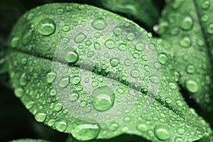 Water drops on green leaf. Close up. Dew after rain