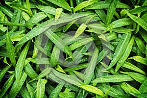 Water drops on green leaf. Close up. Dew after rain. Green leaves background. Natural pattern