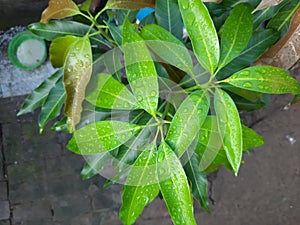 water drops on green leaf, fresh mint leaves, mango tree leaf, green mango plant.