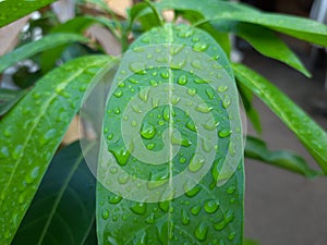 water drops on green leaf, fresh mint leaves, mango tree leaf, green mango plant.