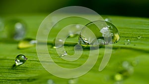 Water Drops on a green leaf macro.