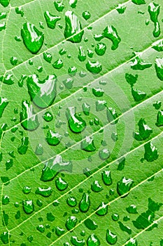 Water drops on green leaf macro background