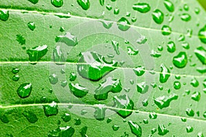 Water drops on green leaf macro background