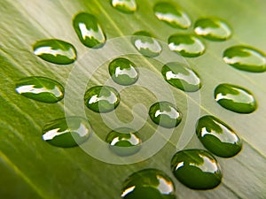 water drops on green leaf macro close up background