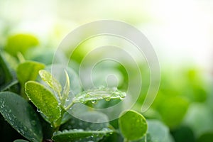 Water drops on green leaf for nature and freshness background