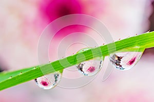 Water drops on a green leaf of a plant. The drops reflect the purple-pink flower.