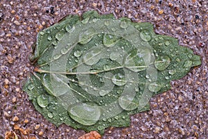 Water drops on a green leaf after the rain.