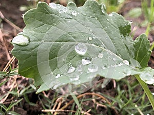 Water drops on green leaf in sun shine. green leaf after rain