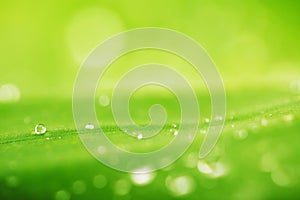 Water drops and green leaf texture background
