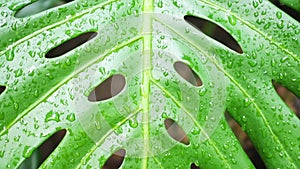 Water drops on green leaf tropical plants, nature background.