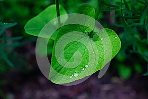 Water Drops On Green Leave, Sparkle Of Droplets On Surface Leaf.