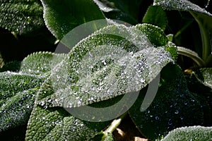 Water drops of green leaves