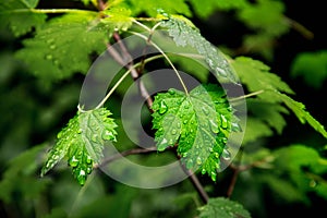 Water drops on green leaves