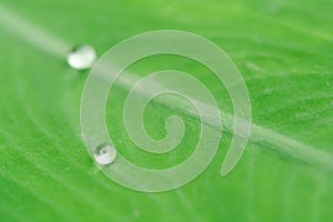 Water drops on green leaves. Drop of dew after the rain