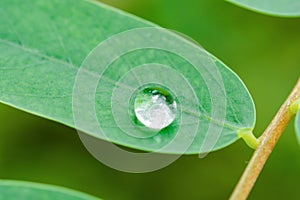 Water drops on green leaves. Drop of dew after the rain