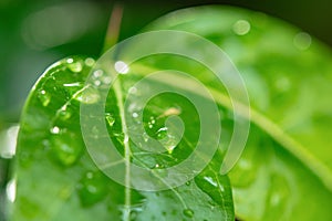 Water drops on green leaves. Drop of dew after the rain