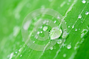 Water drops on green leaves. Drop of dew after the rain