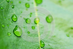 Water drops on green leaves. Drop of dew after the rain